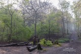 A Walk In The Woods At Ruislip Lido