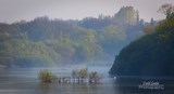 Trees In The Water At Ruislip Lido